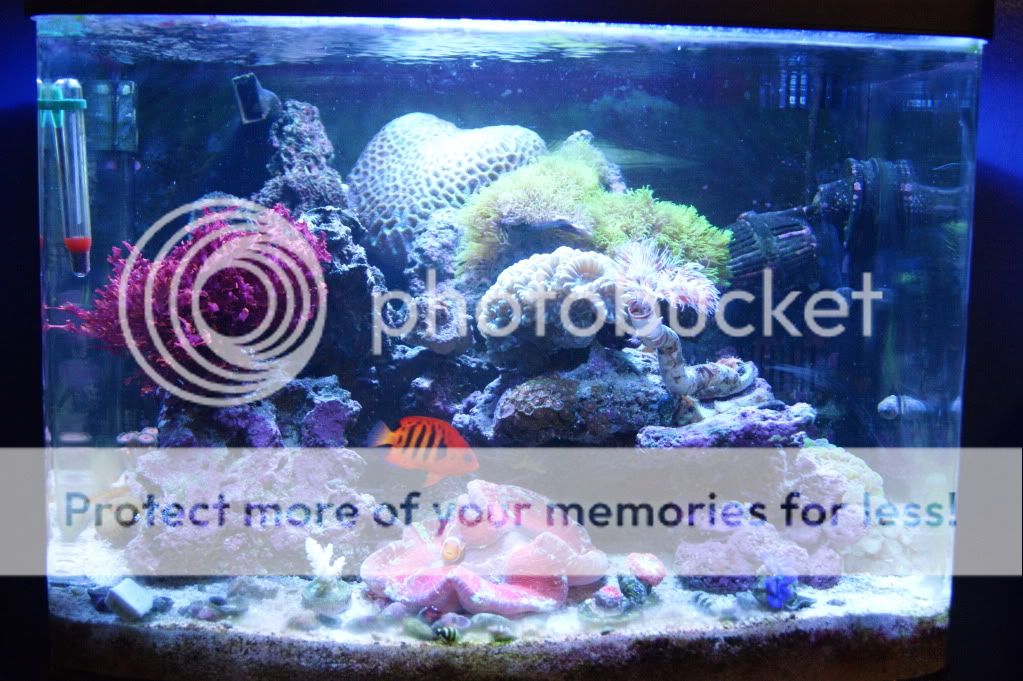 Posted Image