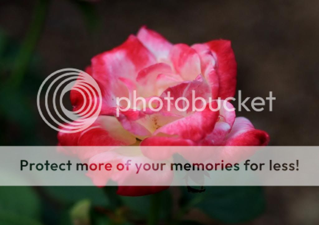  photo 2820681252161988_l.jpg