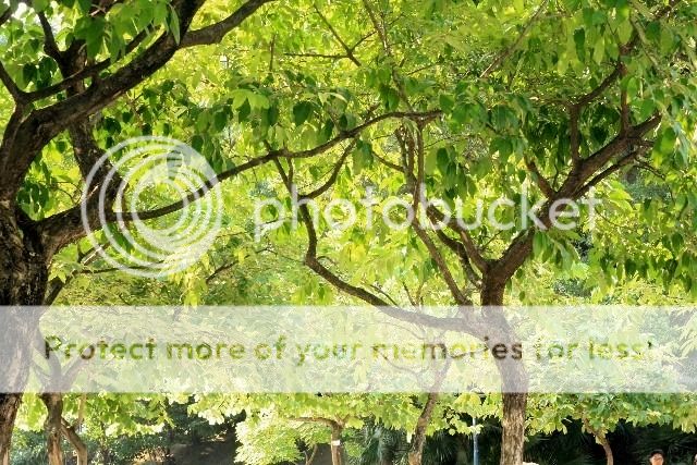  photo 2820681252162345_l.jpg