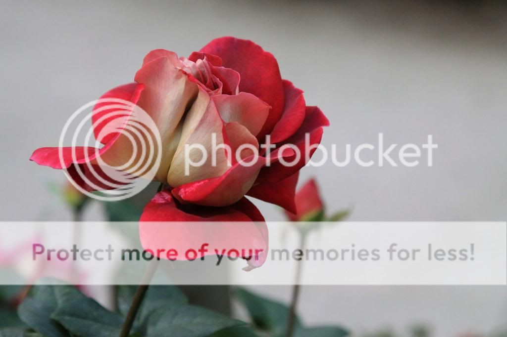  photo 2820681295625742_l.jpg