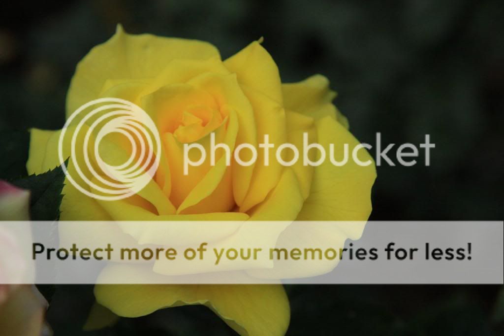  photo 2820681295627870_l.jpg