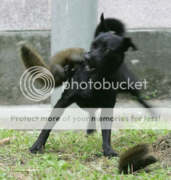 Sóc mẹ dám… tấn công chó vì chó định hại sóc con - 2