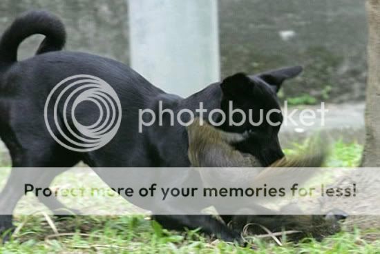 Sóc mẹ dám… tấn công chó vì chó định hại sóc con - 1