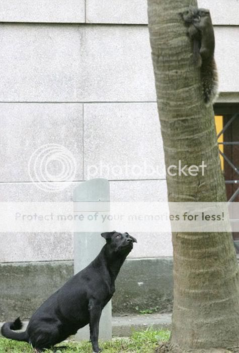 Sóc mẹ dám… tấn công chó vì chó định hại sóc con - 3