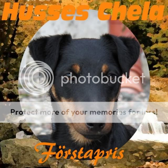 Tysk Jaktterrier Husses Chela Tysk Jaktterrier Husses Chela