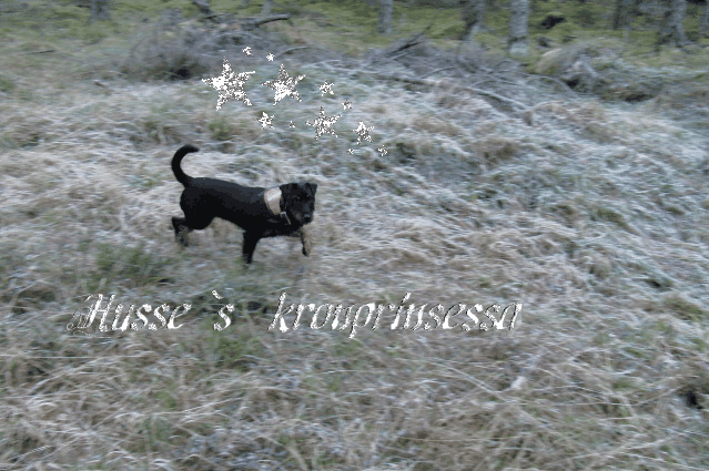 Tysk Jaktterrier Tysk Jaktterrier