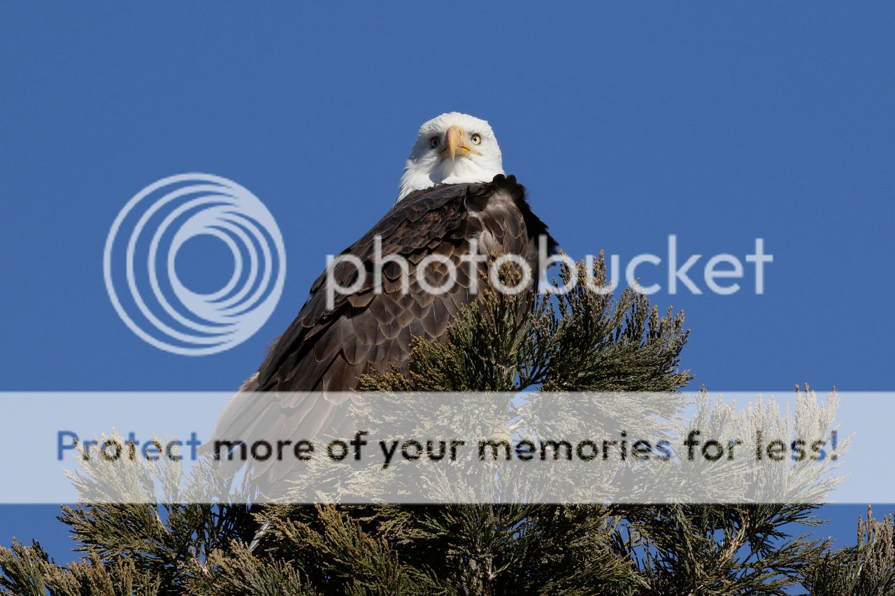 IMAGE: http://i980.photobucket.com/albums/ae289/toointen/Birds/Bald%20Eagle-103.jpg~original