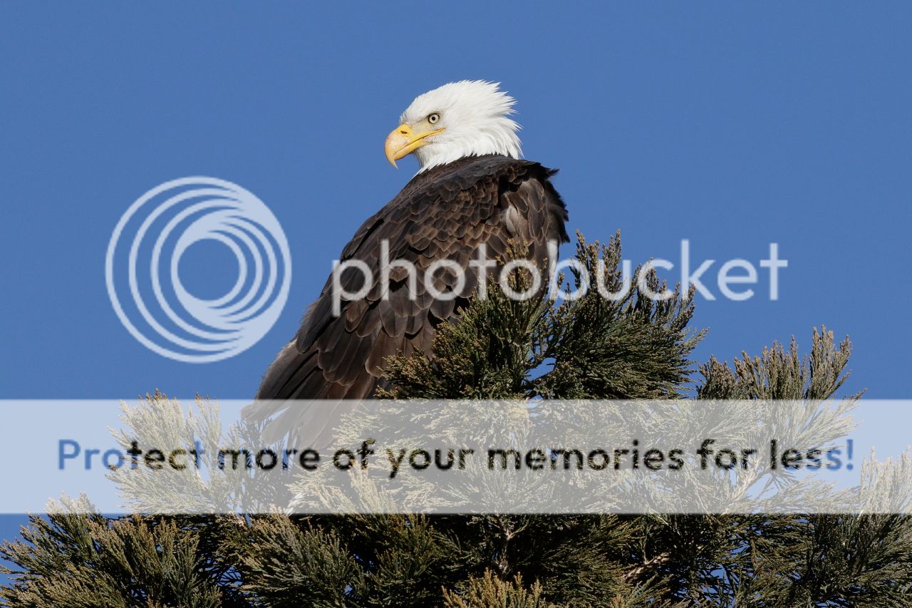 IMAGE: http://i980.photobucket.com/albums/ae289/toointen/Birds/Bald%20Eagle-109.jpg~original