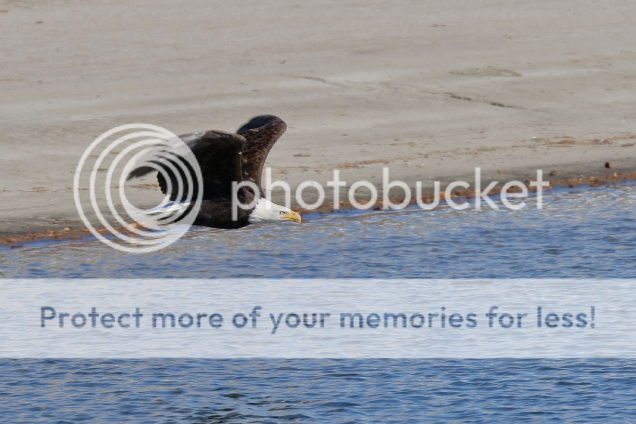 IMAGE: http://i980.photobucket.com/albums/ae289/toointen/Birds/Bald%20Eagle-130.jpg~original