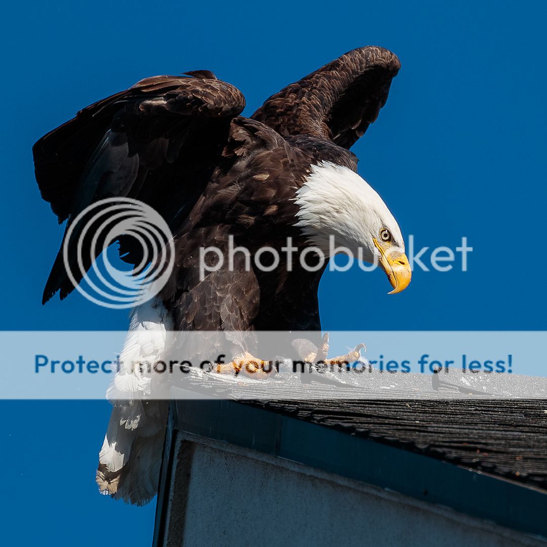 IMAGE: http://i980.photobucket.com/albums/ae289/toointen/Birds/Bald%20Eagle-68.jpg~original