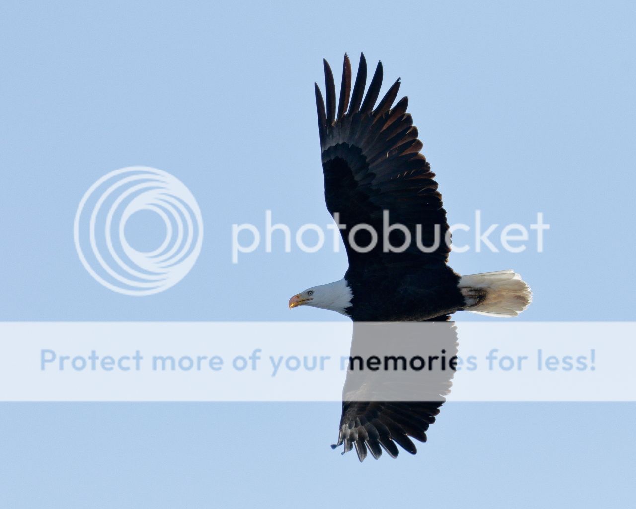 IMAGE: http://i980.photobucket.com/albums/ae289/toointen/Birds/Bald%20Eagle-99.jpg~original