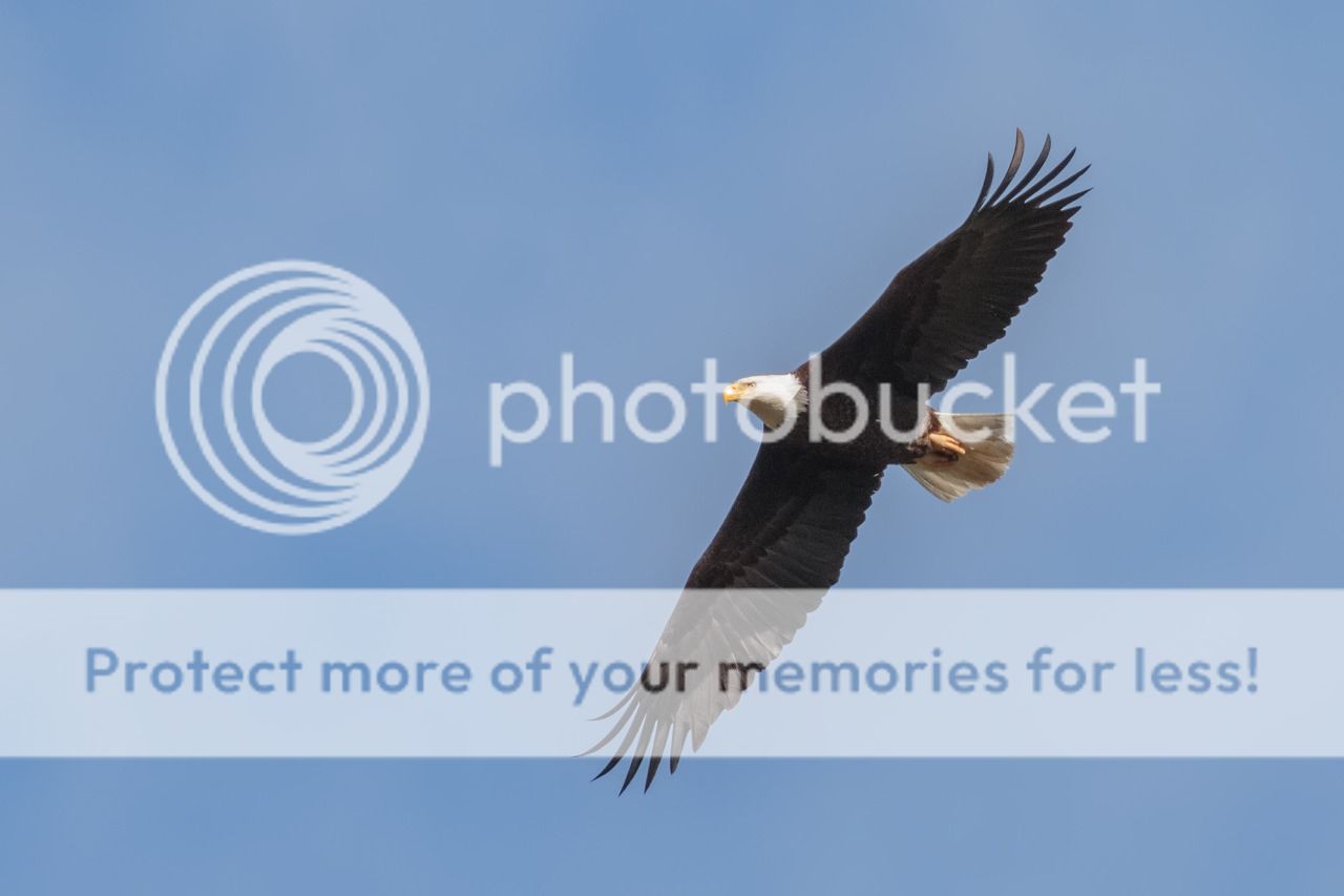 IMAGE: http://i980.photobucket.com/albums/ae289/toointen/Birds/Bald-Eagle-86.jpg~original