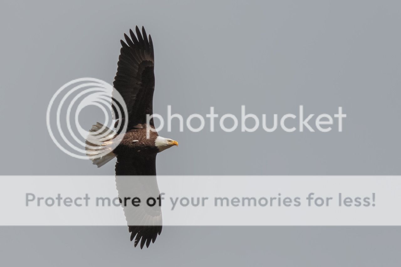 IMAGE: http://i980.photobucket.com/albums/ae289/toointen/Birds/Bald-Eagle-87.jpg~original