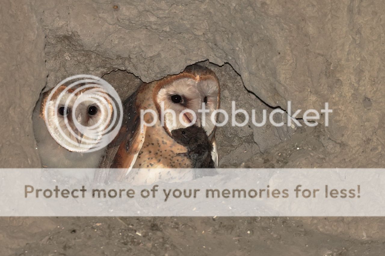 IMAGE: http://i980.photobucket.com/albums/ae289/toointen/Birds/Barn-Owl-41.jpg~original
