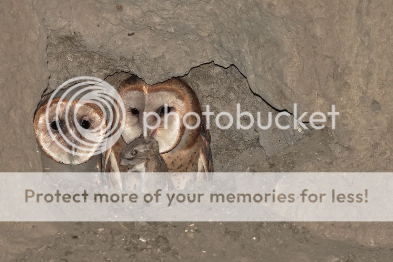 IMAGE: http://i980.photobucket.com/albums/ae289/toointen/Birds/Barn-Owl-53.jpg~original