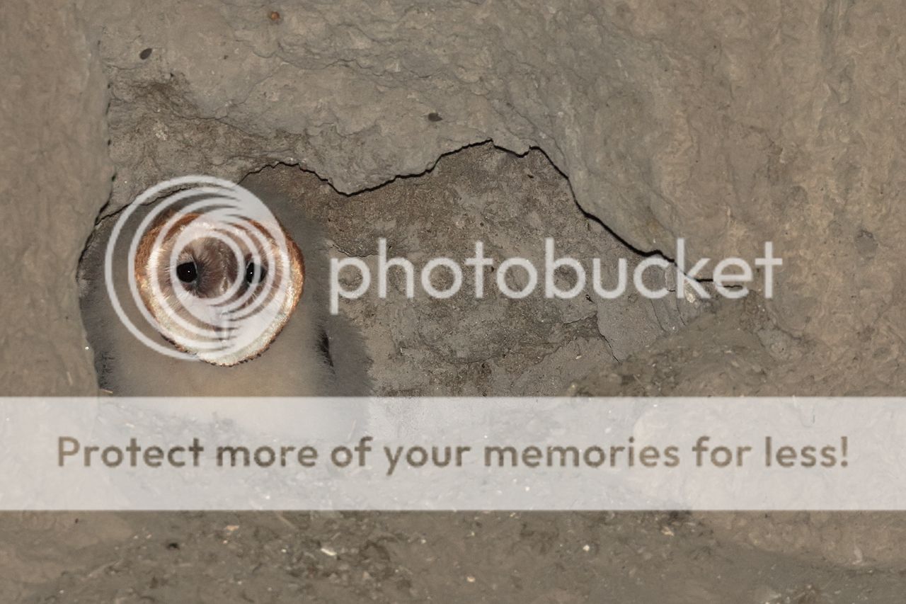 IMAGE: http://i980.photobucket.com/albums/ae289/toointen/Birds/Barn-Owl-55.jpg~original