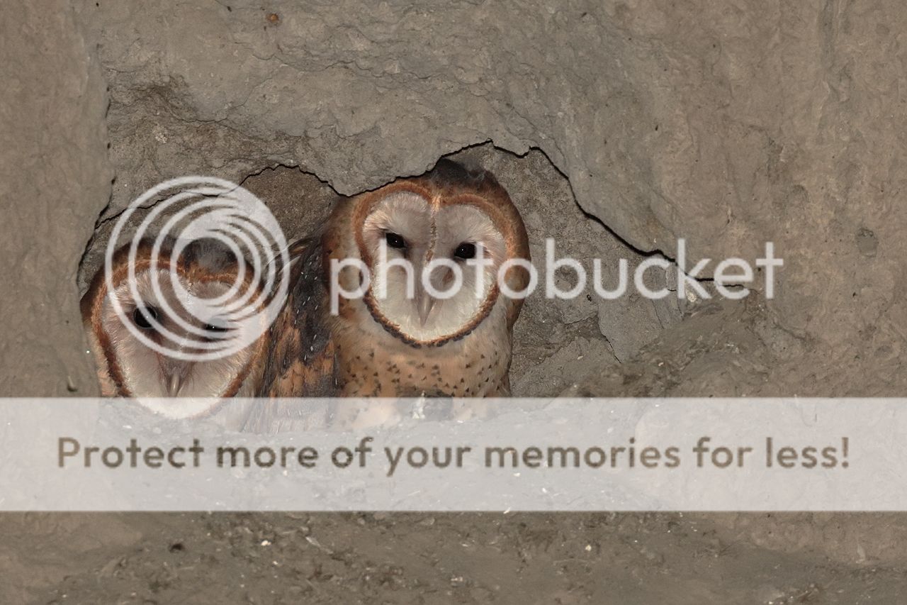 IMAGE: http://i980.photobucket.com/albums/ae289/toointen/Birds/Barn-Owl-9.jpg~original