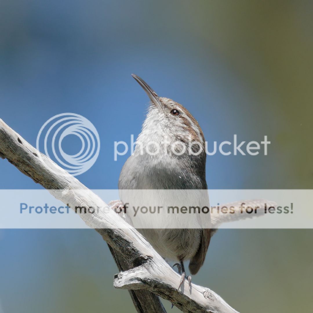 IMAGE: http://i980.photobucket.com/albums/ae289/toointen/Birds/Bewicks-Wren-16.jpg~original