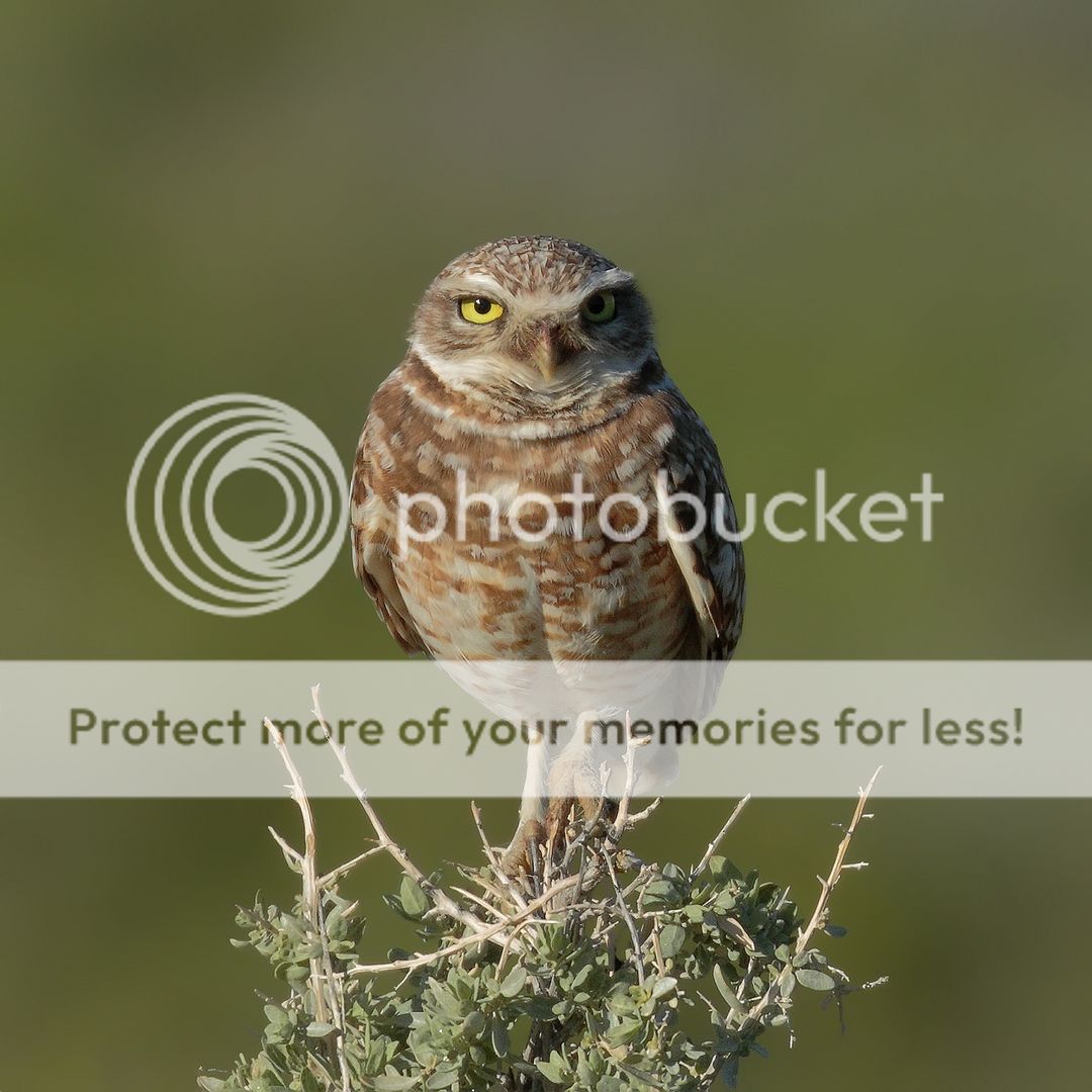 IMAGE: http://i980.photobucket.com/albums/ae289/toointen/Birds/Burrowing-Owl-7.jpg~original