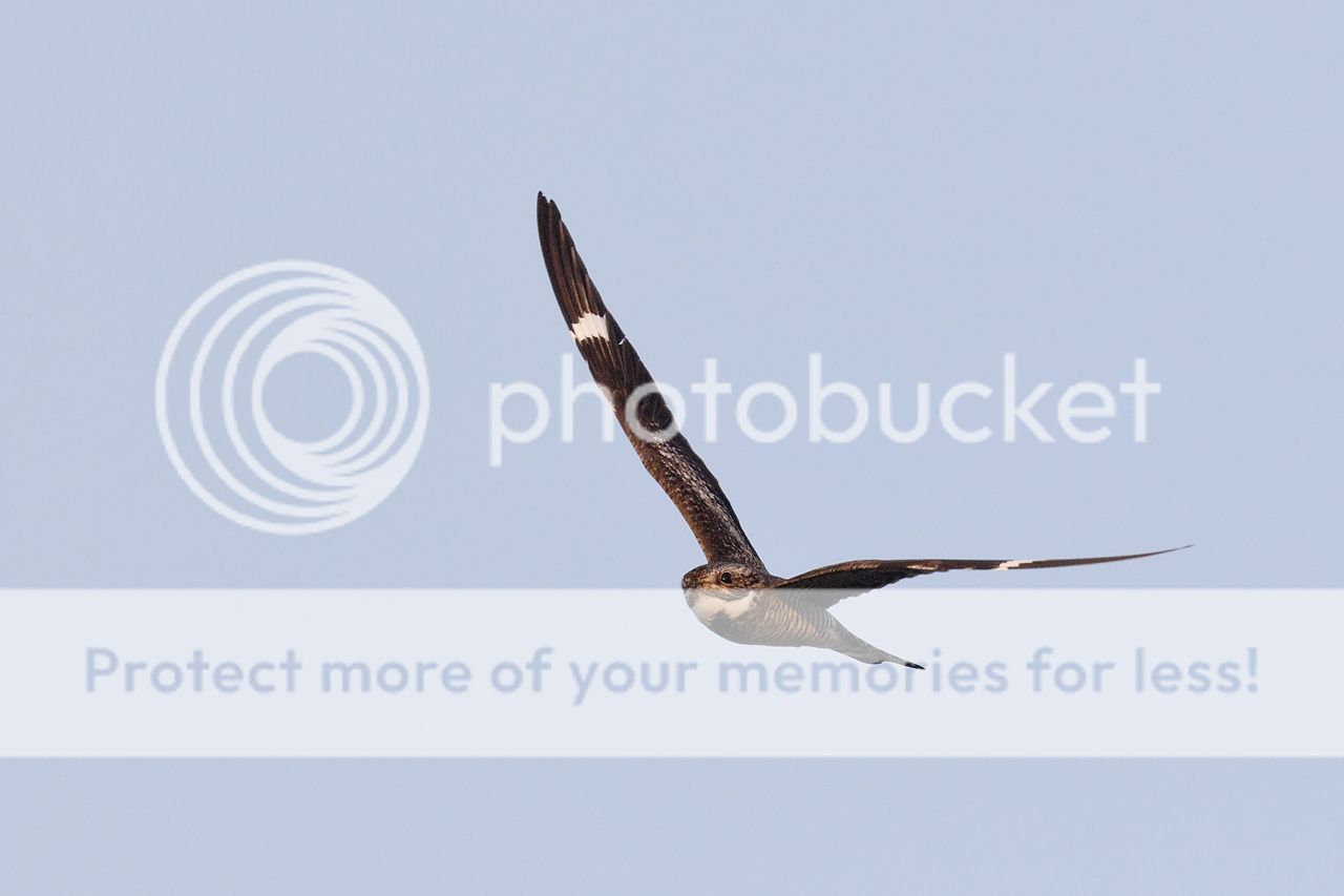 IMAGE: http://i980.photobucket.com/albums/ae289/toointen/Birds/Common-Nighthawk-33.jpg~original