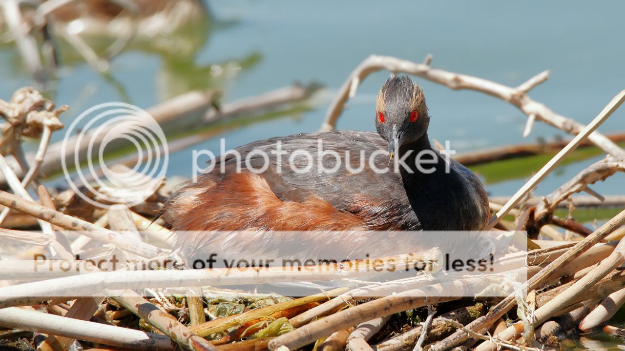 IMAGE: http://i980.photobucket.com/albums/ae289/toointen/Birds/Eared-Grebe-197.jpg~original