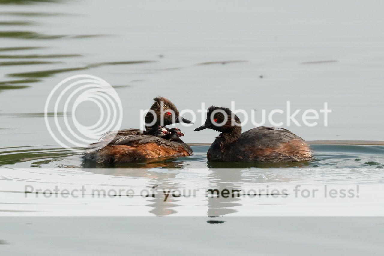 IMAGE: http://i980.photobucket.com/albums/ae289/toointen/Birds/Eared-Grebe-260.jpg~original