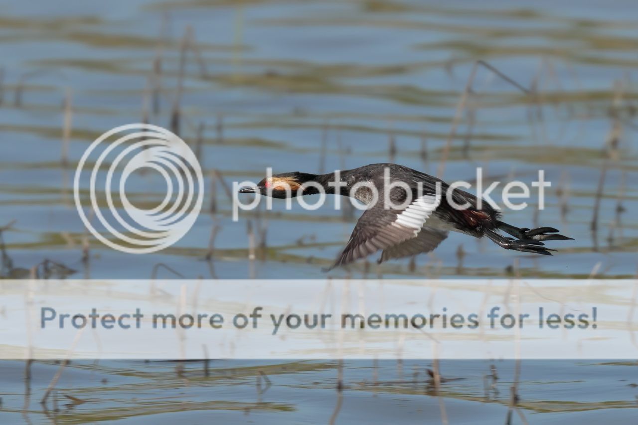 IMAGE: http://i980.photobucket.com/albums/ae289/toointen/Birds/Eared-Grebe-28.jpg~original