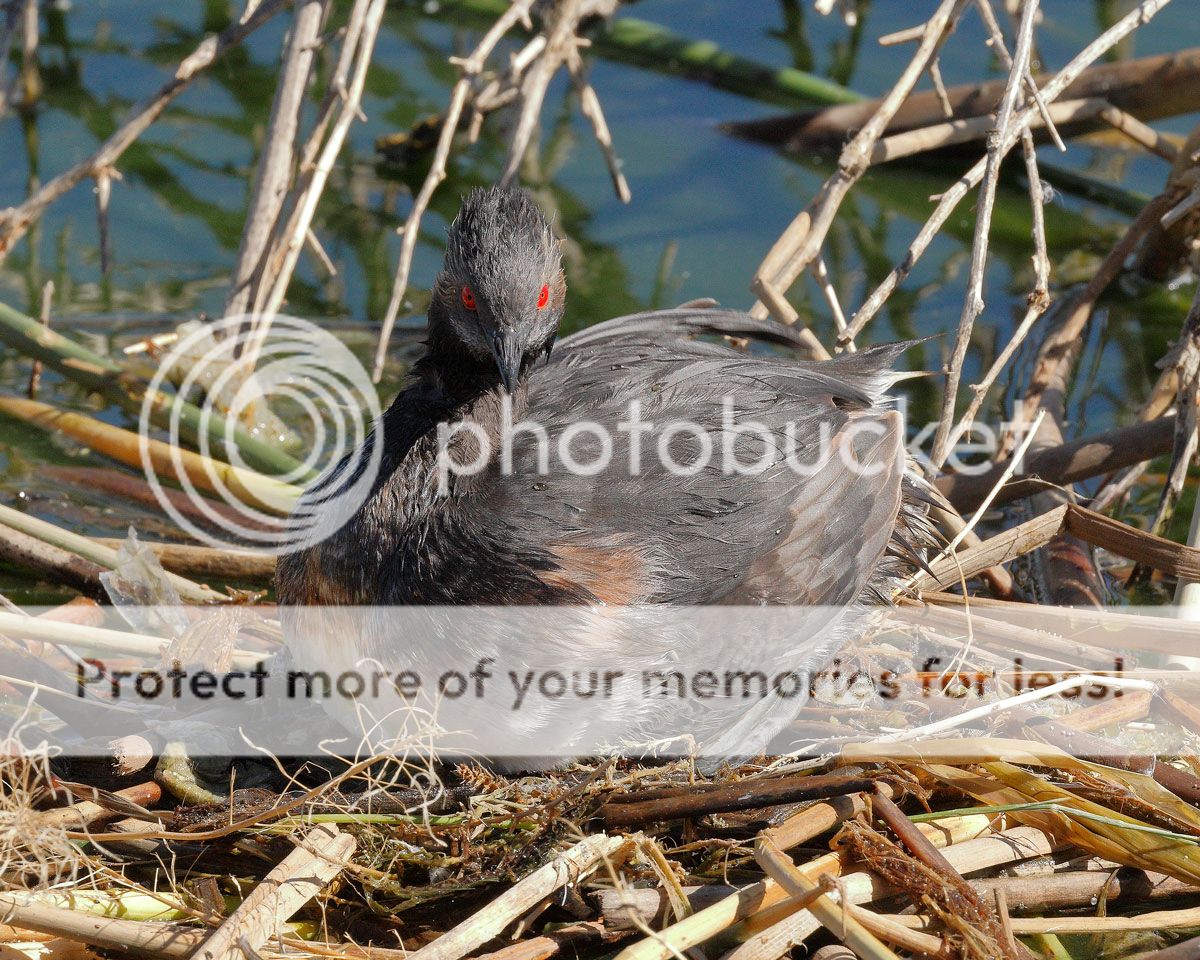 IMAGE: http://i980.photobucket.com/albums/ae289/toointen/Birds/Eared-Grebe-52.jpg~original