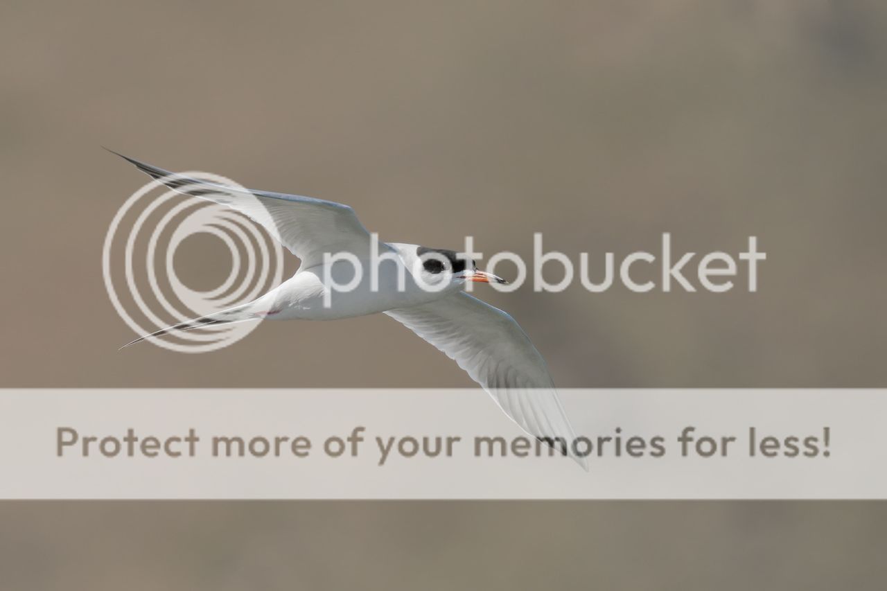 IMAGE: http://i980.photobucket.com/albums/ae289/toointen/Birds/Forsters-Tern-21.jpg~original