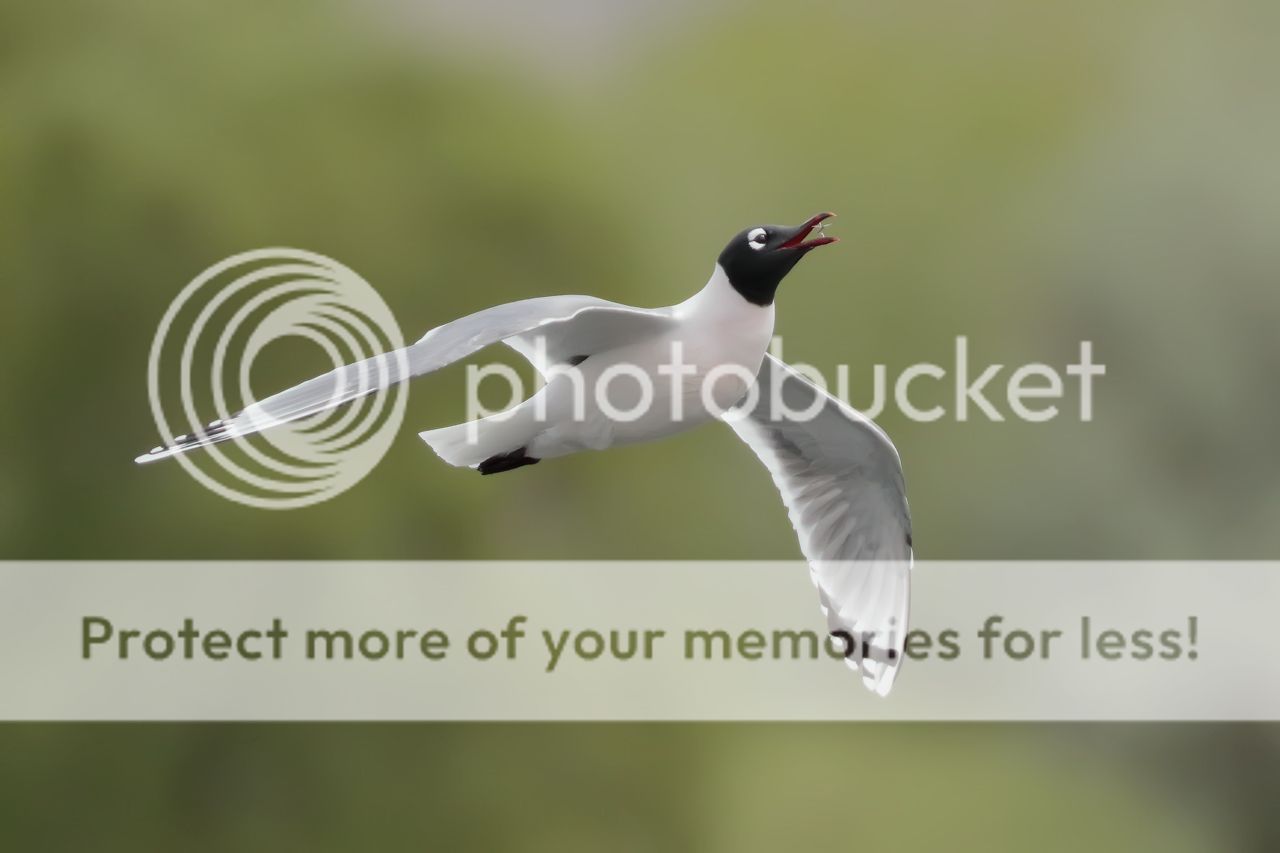 IMAGE: http://i980.photobucket.com/albums/ae289/toointen/Birds/Franklins-Gull-15.jpg~original