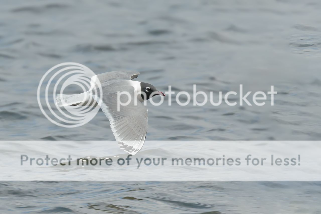 IMAGE: http://i980.photobucket.com/albums/ae289/toointen/Birds/Franklins-Gull-21.jpg~original