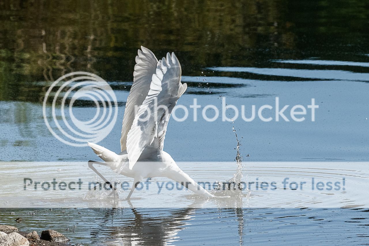 IMAGE: http://i980.photobucket.com/albums/ae289/toointen/Birds/Great%20Egret-33.jpg~original