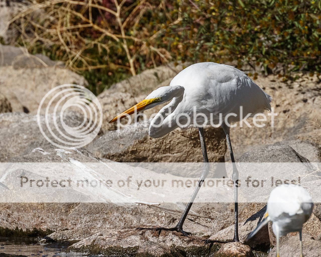 IMAGE: http://i980.photobucket.com/albums/ae289/toointen/Birds/Great%20Egret-39.jpg~original