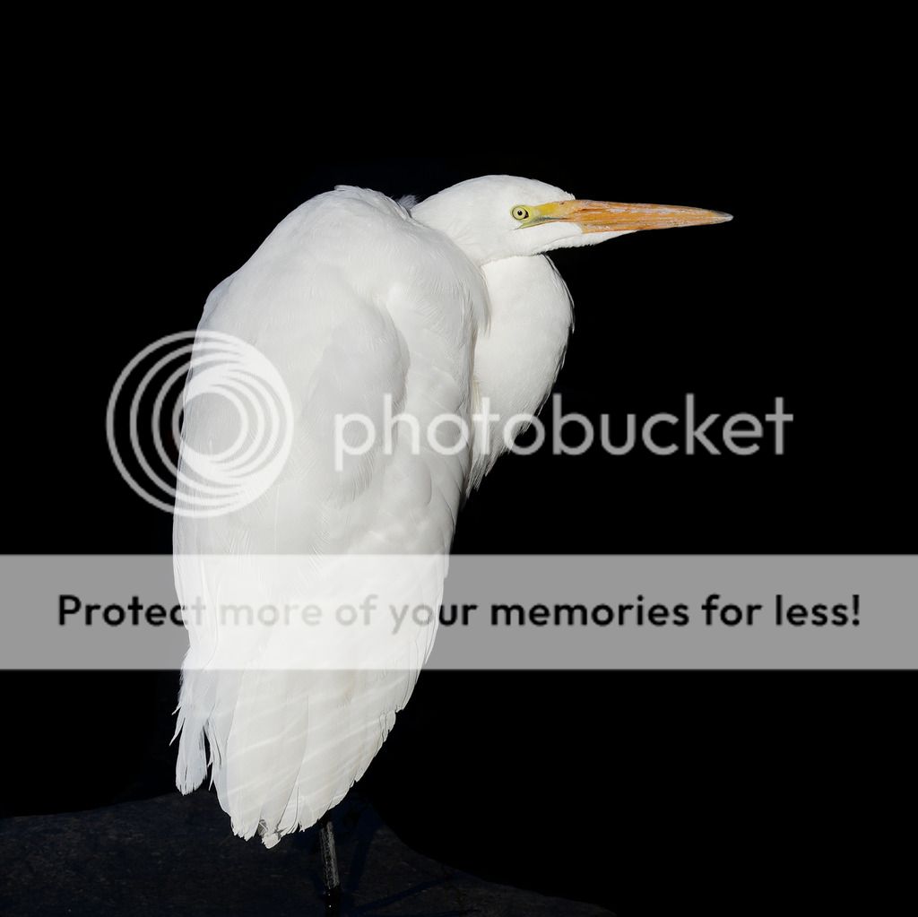 IMAGE: http://i980.photobucket.com/albums/ae289/toointen/Birds/Great-Egret-42.jpg~original