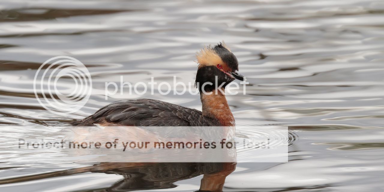IMAGE: http://i980.photobucket.com/albums/ae289/toointen/Birds/Horned-Grebe-14.jpg~original