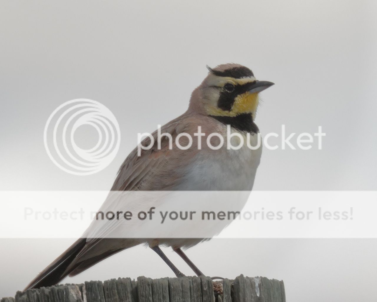 IMAGE: http://i980.photobucket.com/albums/ae289/toointen/Birds/Horned-Lark-19.jpg~original