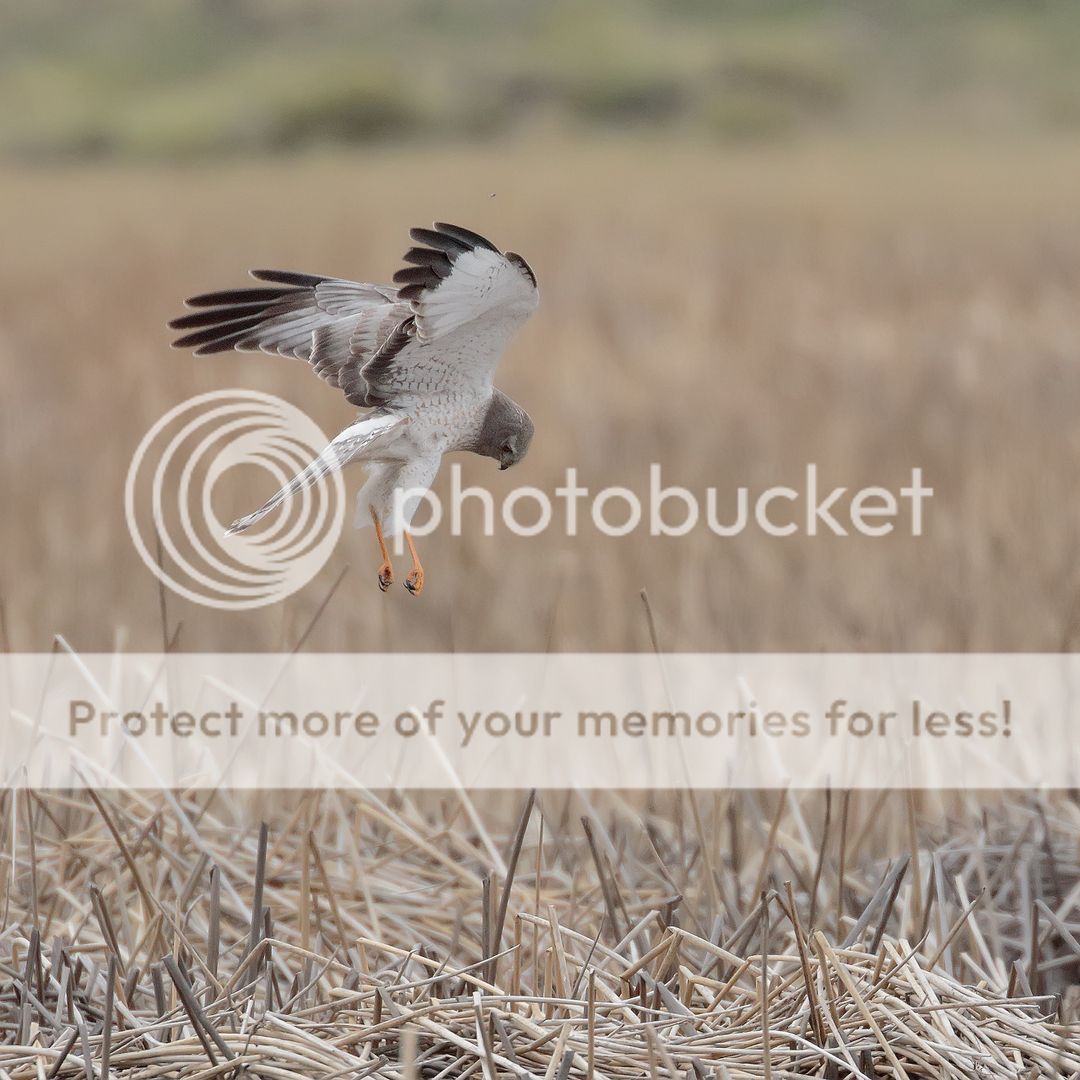 IMAGE: http://i980.photobucket.com/albums/ae289/toointen/Birds/Northern-Harrier-109.jpg~original