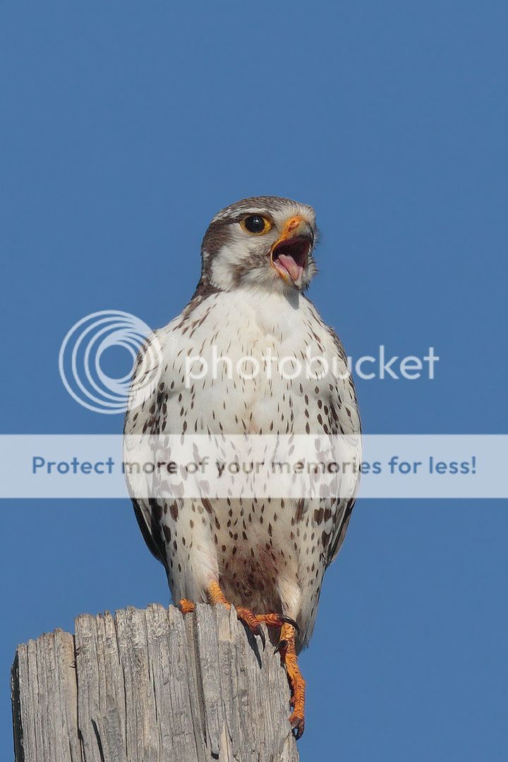 IMAGE: http://i980.photobucket.com/albums/ae289/toointen/Birds/Prairie-Falcon-10.jpg~original