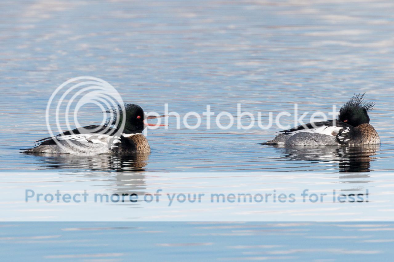 IMAGE: http://i980.photobucket.com/albums/ae289/toointen/Birds/Red-breasted%20Merganser-10.jpg~original
