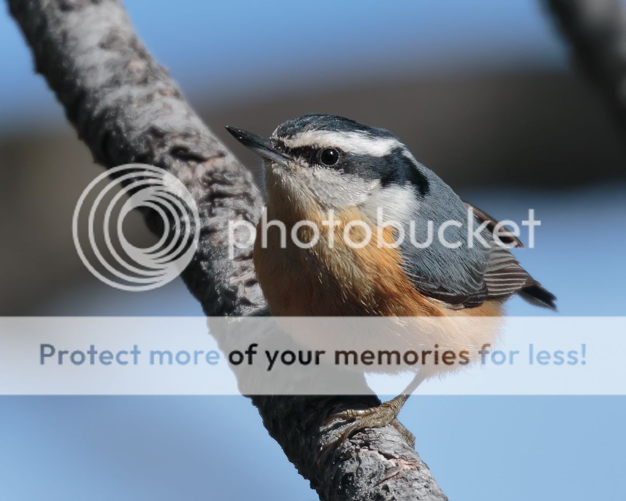 IMAGE: http://i980.photobucket.com/albums/ae289/toointen/Birds/Red-breasted-Nuthatch-8.jpg~original