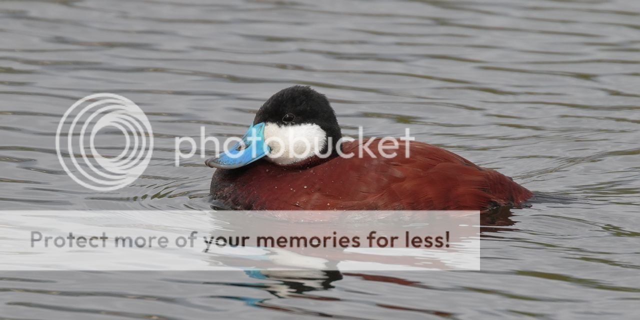 IMAGE: http://i980.photobucket.com/albums/ae289/toointen/Birds/Ruddy-Duck-24.jpg~original