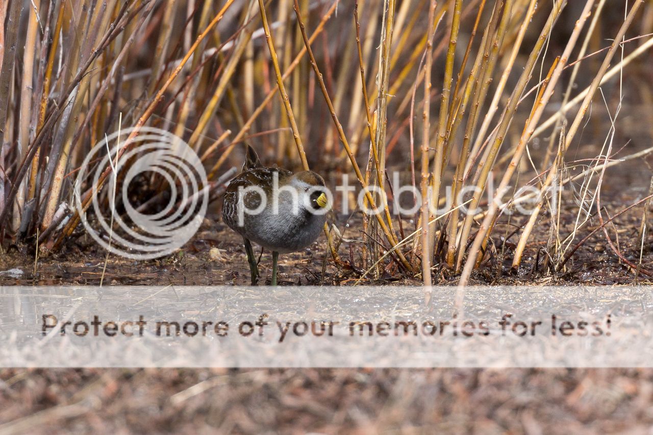 IMAGE: http://i980.photobucket.com/albums/ae289/toointen/Birds/Sora-23.jpg~original