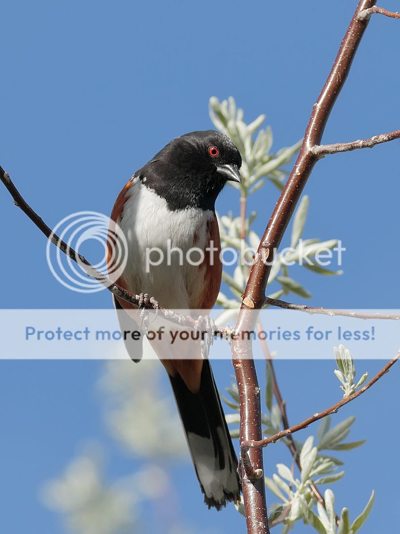 IMAGE: http://i980.photobucket.com/albums/ae289/toointen/Birds/Spotted%20Towhee-65.jpg~original
