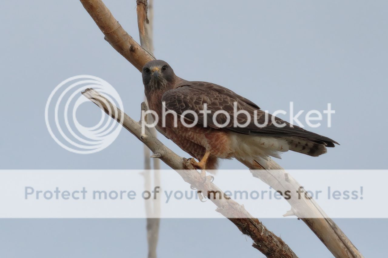 IMAGE: http://i980.photobucket.com/albums/ae289/toointen/Birds/Swainsons-Hawk-12.jpg~original