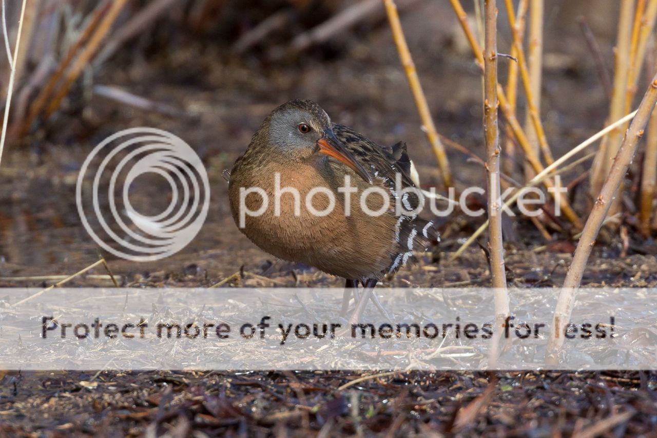 IMAGE: http://i980.photobucket.com/albums/ae289/toointen/Birds/Virginia%20Rail-44.jpg~original