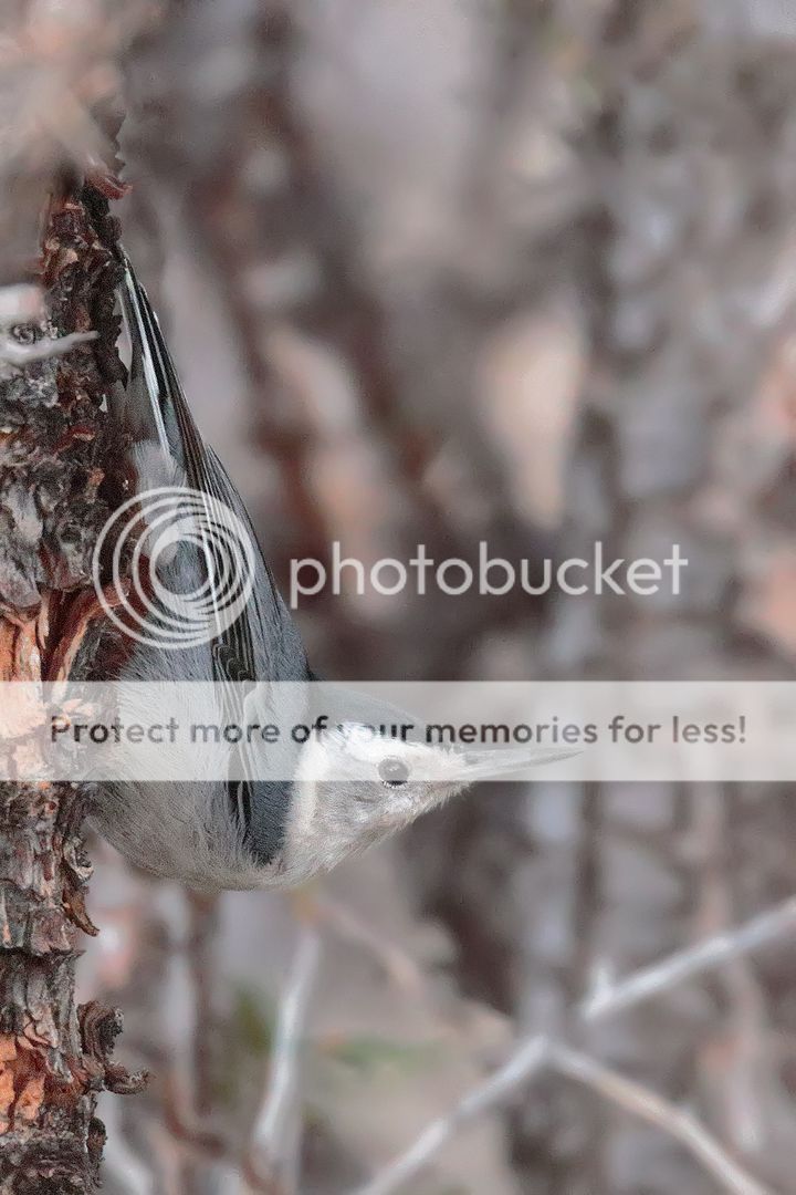 IMAGE: http://i980.photobucket.com/albums/ae289/toointen/Birds/White-breasted-Nuthatch-22.jpg~original