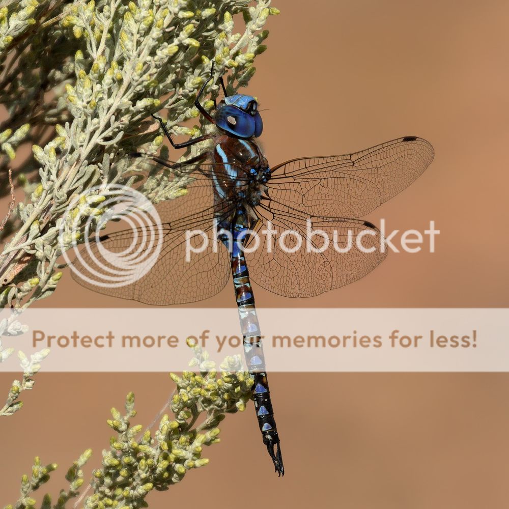 IMAGE: http://i980.photobucket.com/albums/ae289/toointen/Insects/Blue-eyed-Darner-9-DPP.jpg~original