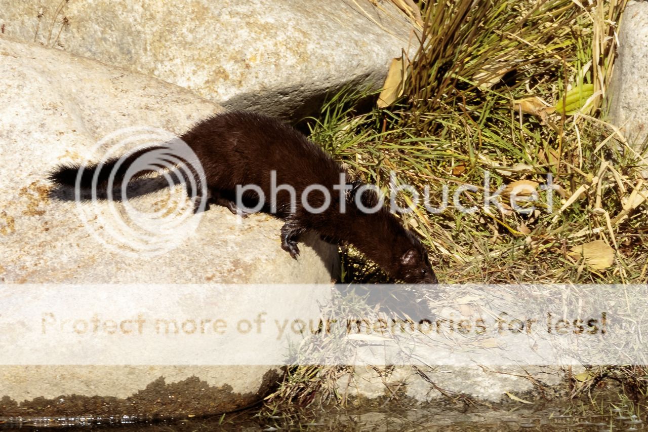 IMAGE: http://i980.photobucket.com/albums/ae289/toointen/Mammals/Mink-5.jpg~original