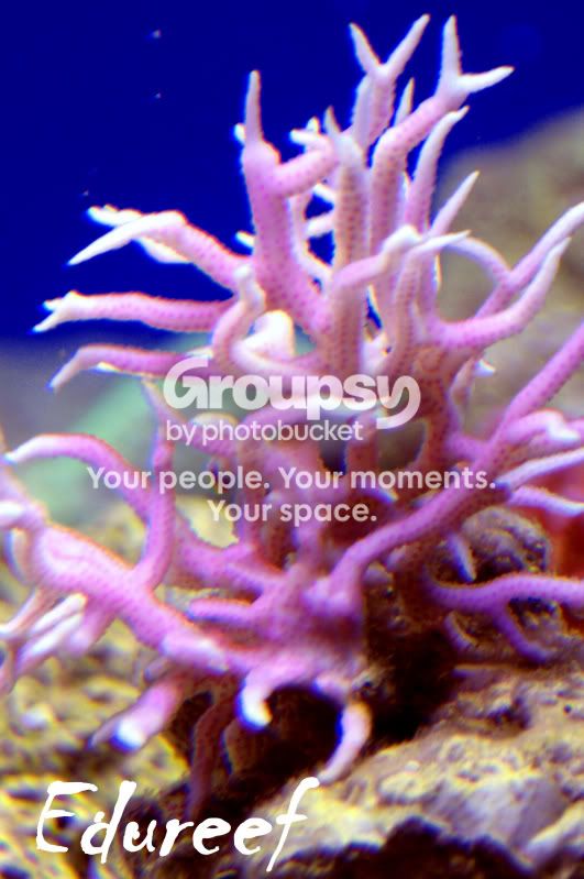 [TodoMarino.com] Laguna reef