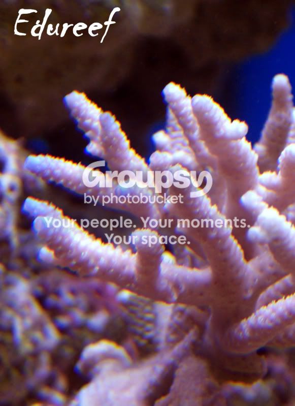 [TodoMarino.com] Laguna reef